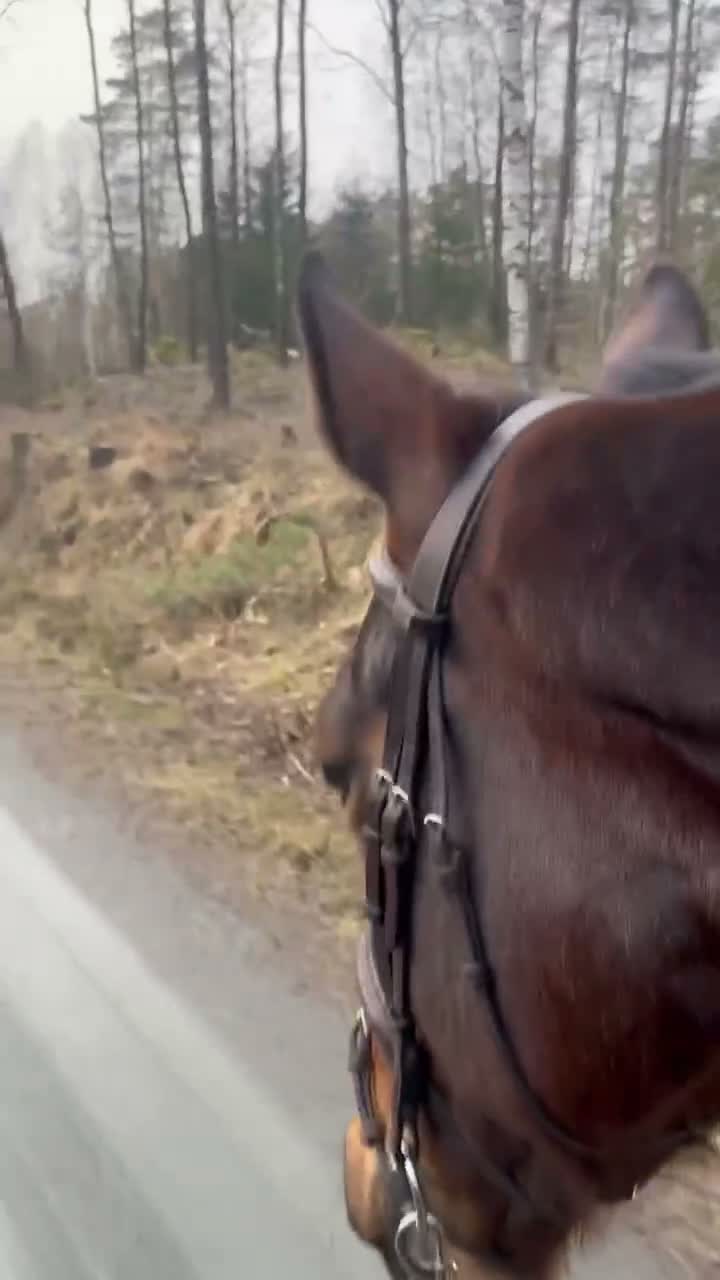 Träns hästutrustning till salu: Equip träns  - Video 1