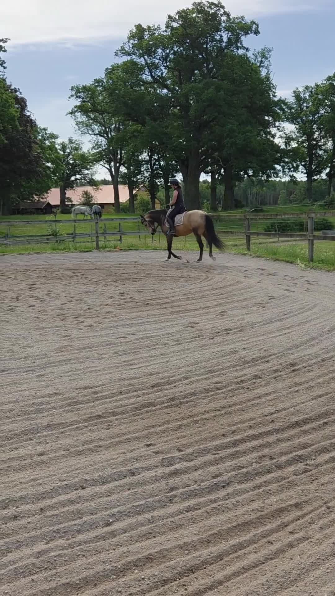 Allround hästar till salu: Lusitano sto med stor potential - Video 2