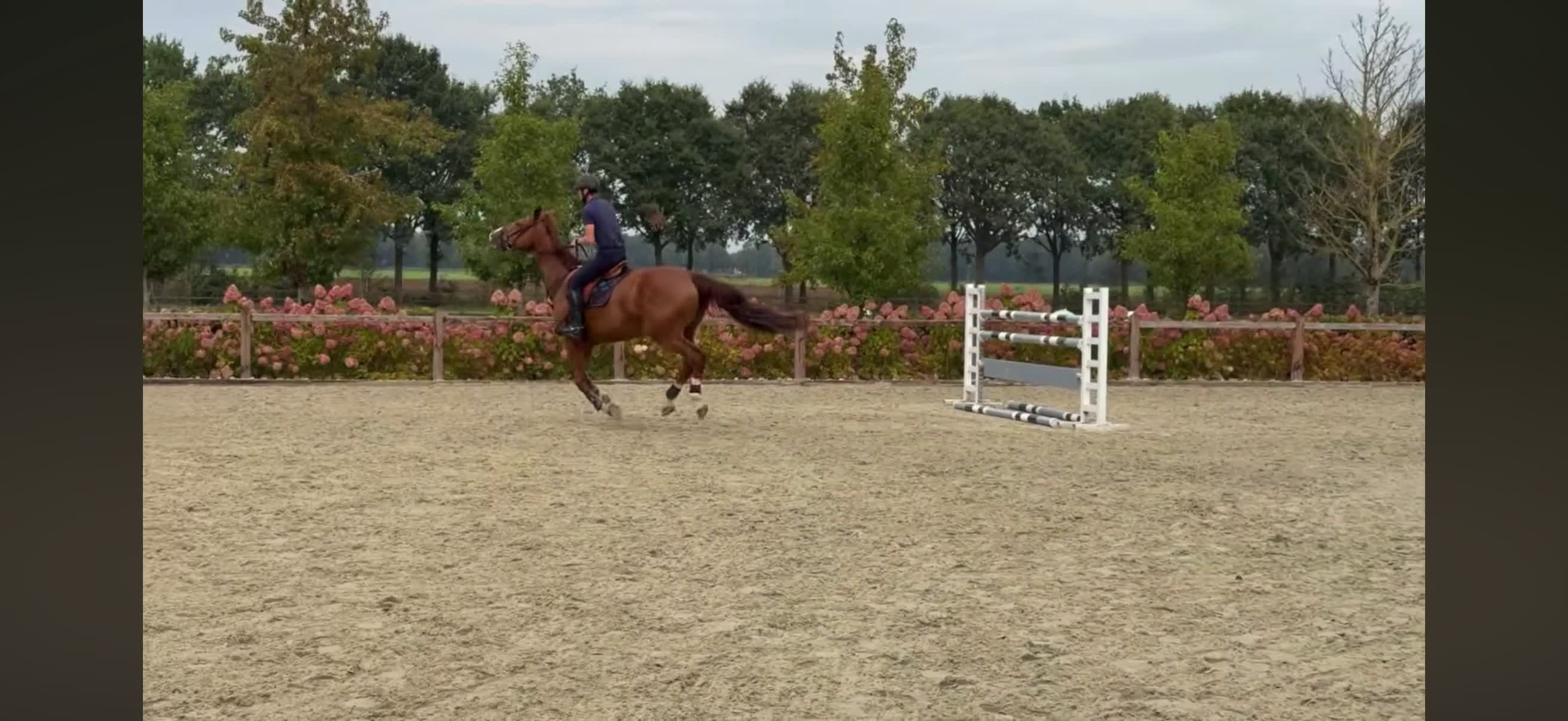 Hoppning hästar till salu: Läromästare 🐴 - Video 3