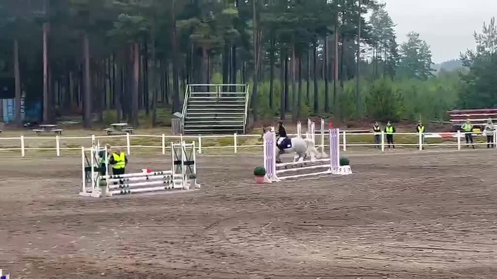 Hoppning hästar till salu: Häftig prisplockare - Video 5