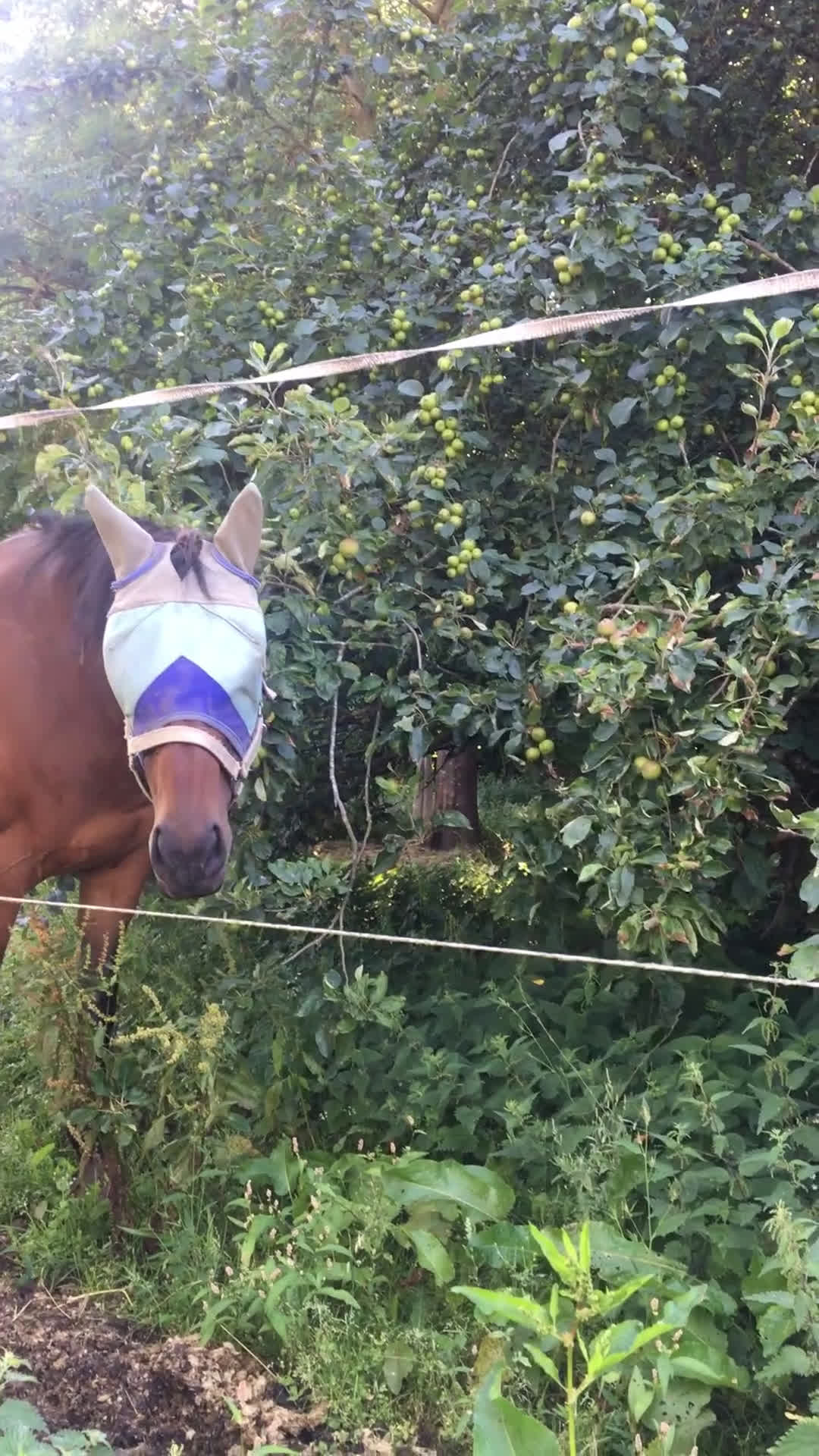  stallplats finnes: Stallplats Malmö  i Malmö - Video 1