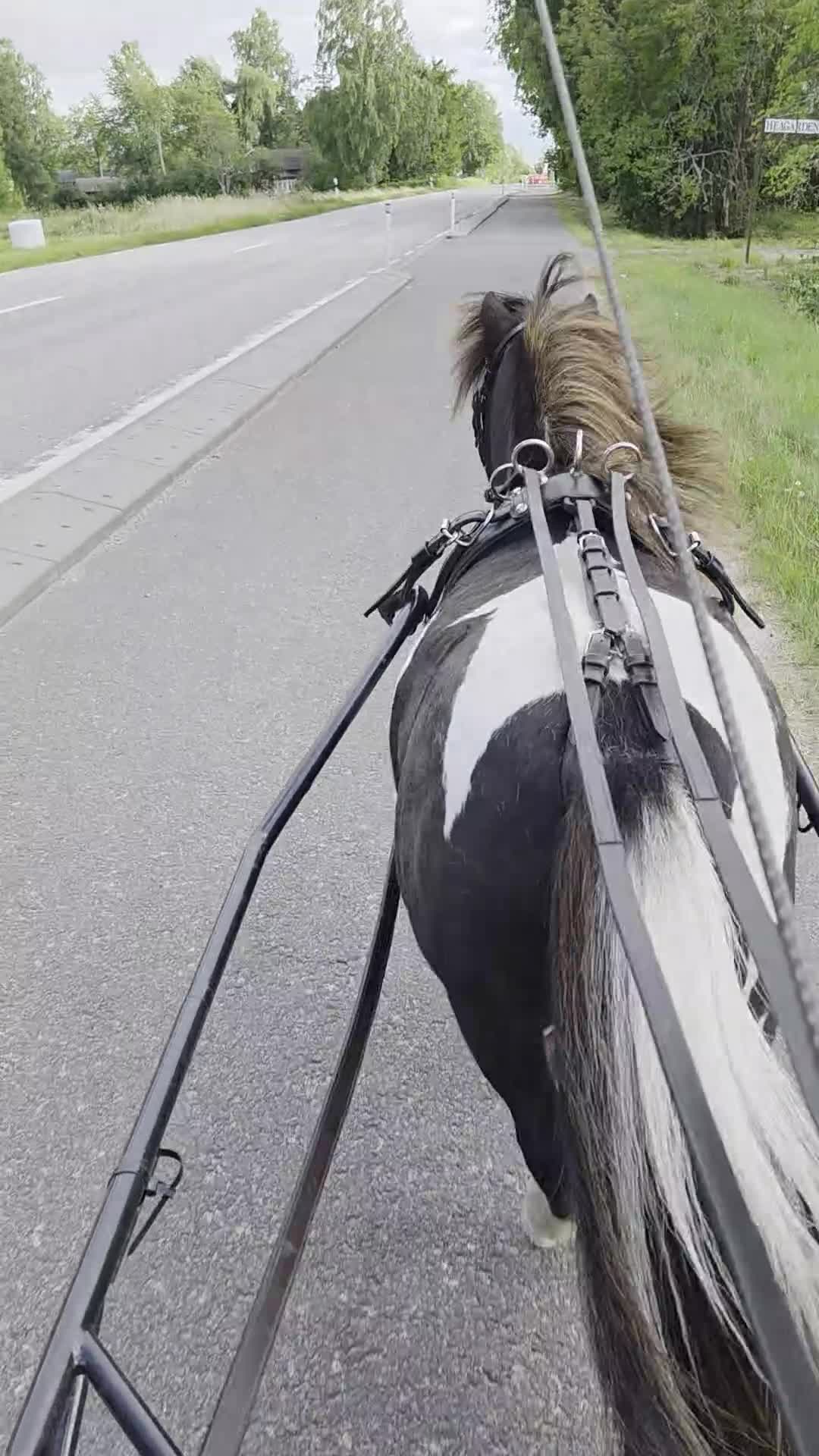 Körning hästar till salu: Minishettis körd i par och ensam.  - Video 2
