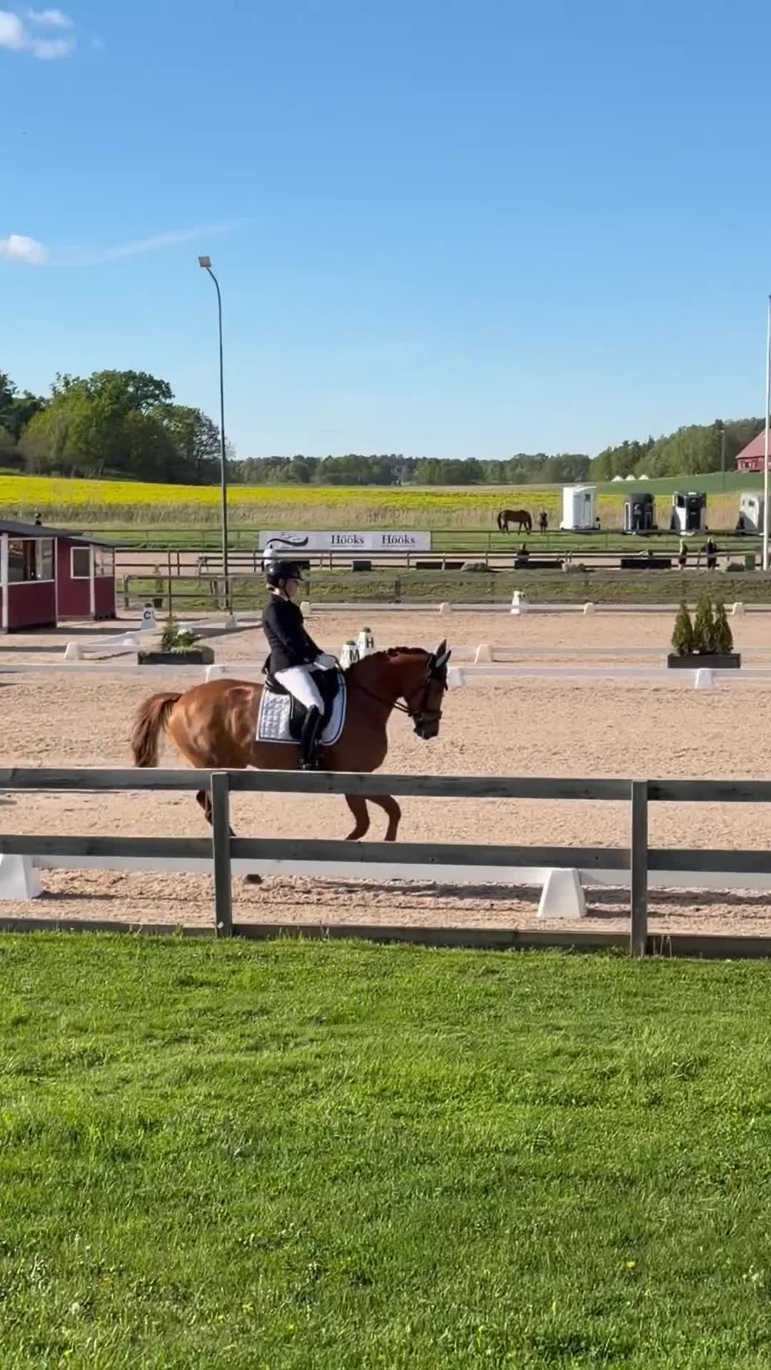 Dressyr hästar till salu: Snäll talangfull 4 åring till salu - Video 2