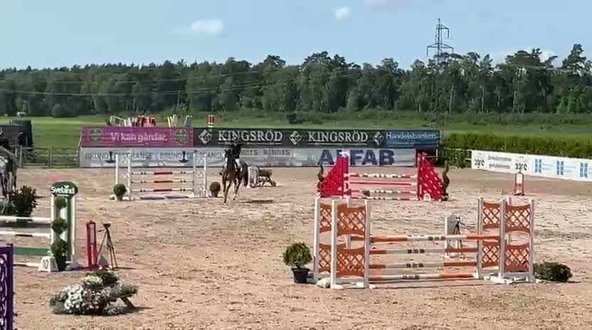 Hoppning hästar till salu: Storhoppande valack - Video 4