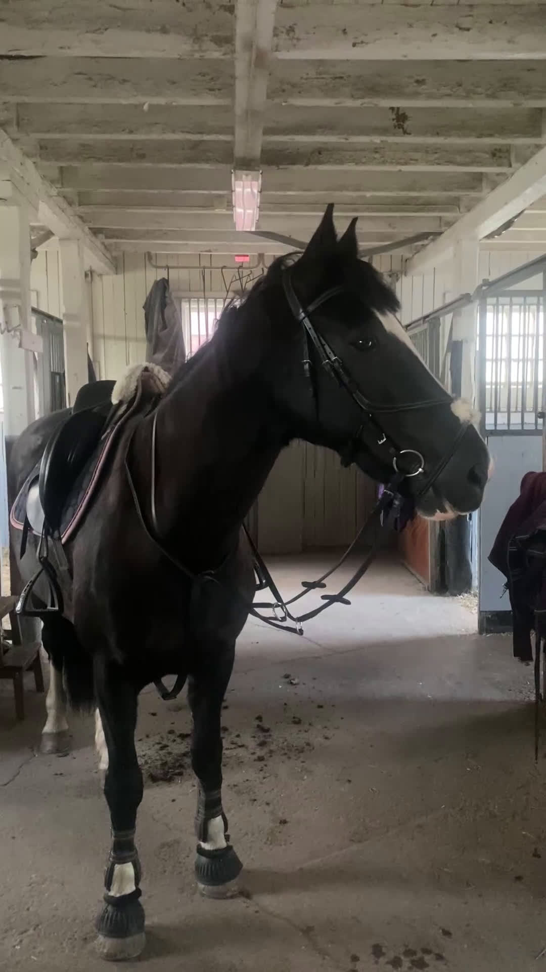 Hoppning hästar till salu: Världens snällaste sto i Drottningholm - Video 3