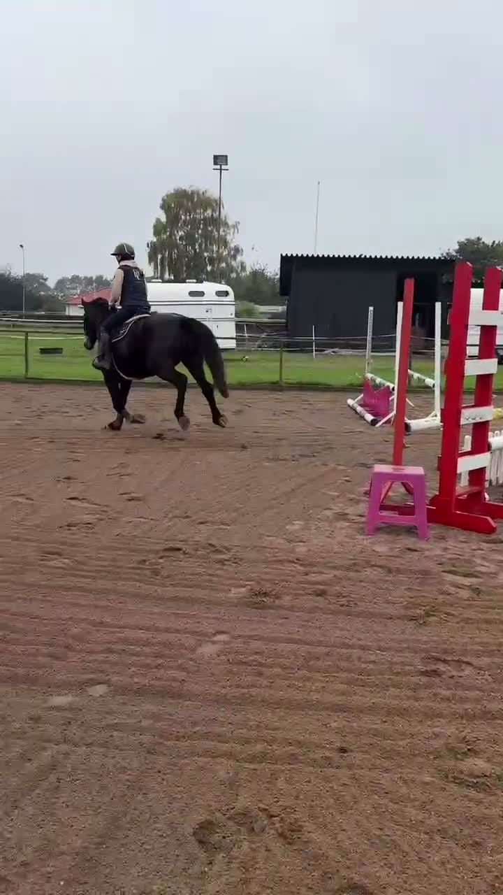 Hoppning hästar till salu: Sto med hjärta av guld och fin utstrålning!  - Video 4