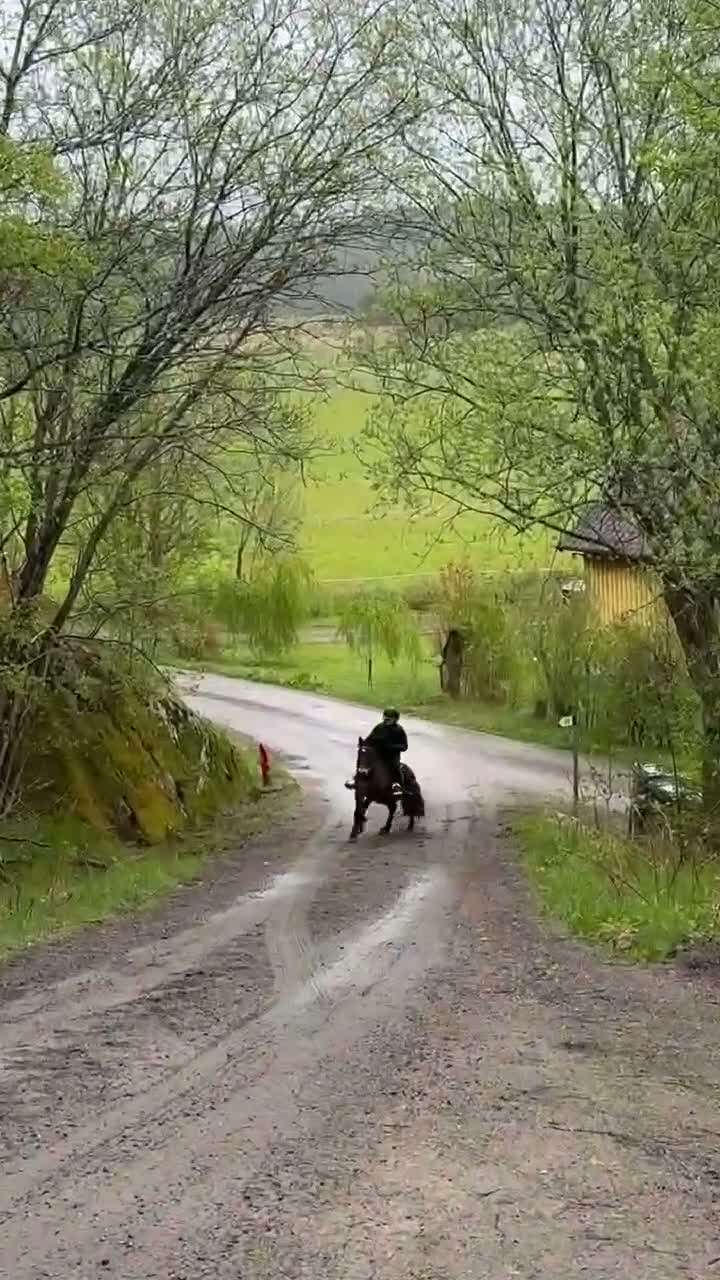Allround hästar till salu: Vår älskade b-ponny söker nytt hem  - Video 2