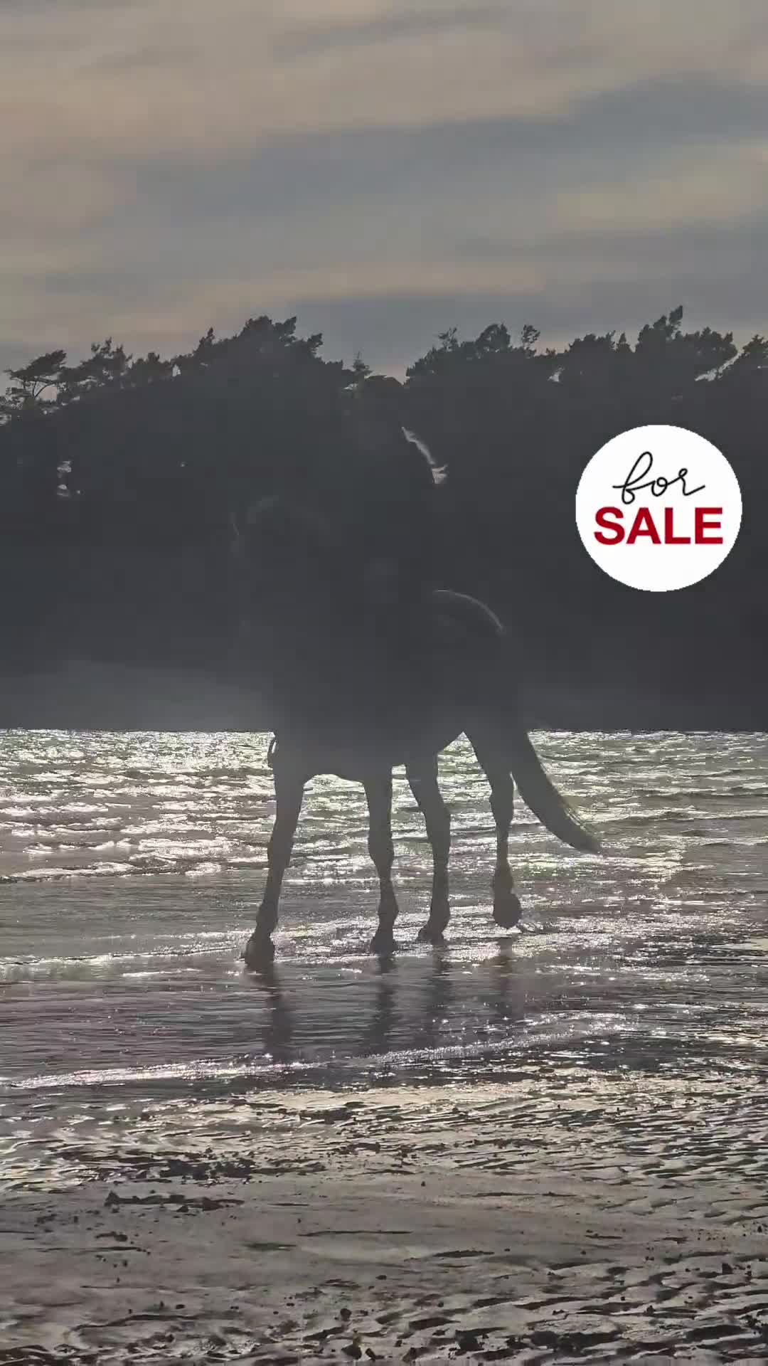 Fälttävlan hästar till salu: Fantastisk Connemara med kapacitet  - Video 1