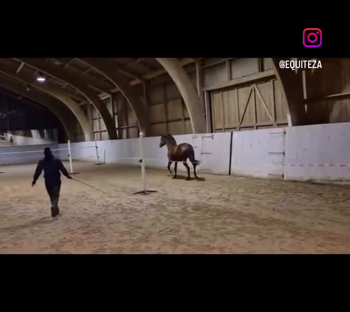 Allround hästar till salu: Vackert sto!! i Löberöd - Video 1