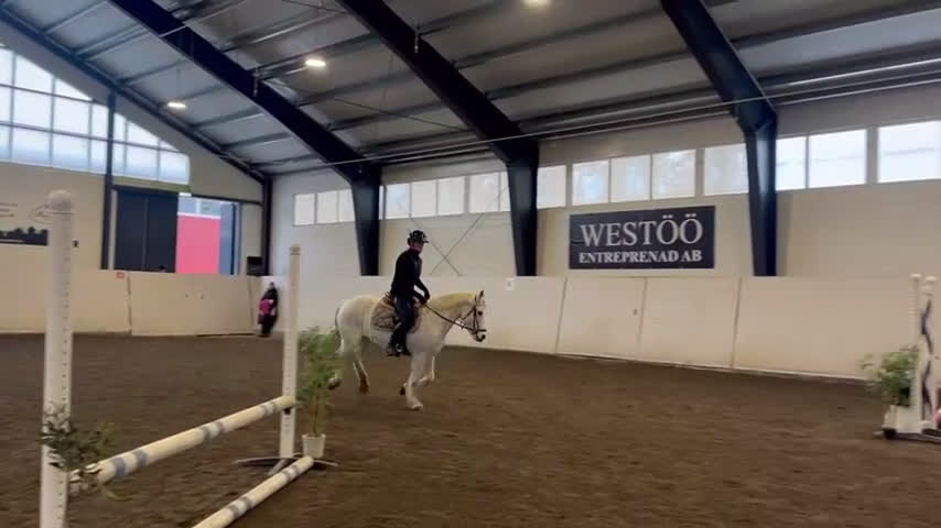 Allround hästar till salu: Fin allround ponny! - Video 3