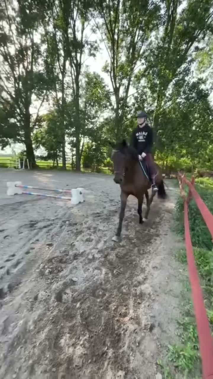 Allround hästar till salu: En häst med hjärta och motor🤍 - Video 5