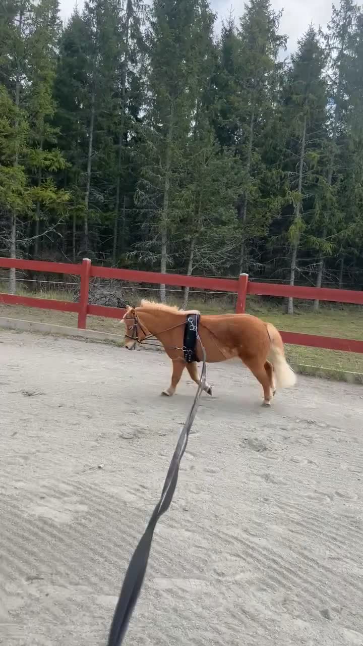 Allround hästar till salu: Fina charmiga Elliot 🧡 - Video 2