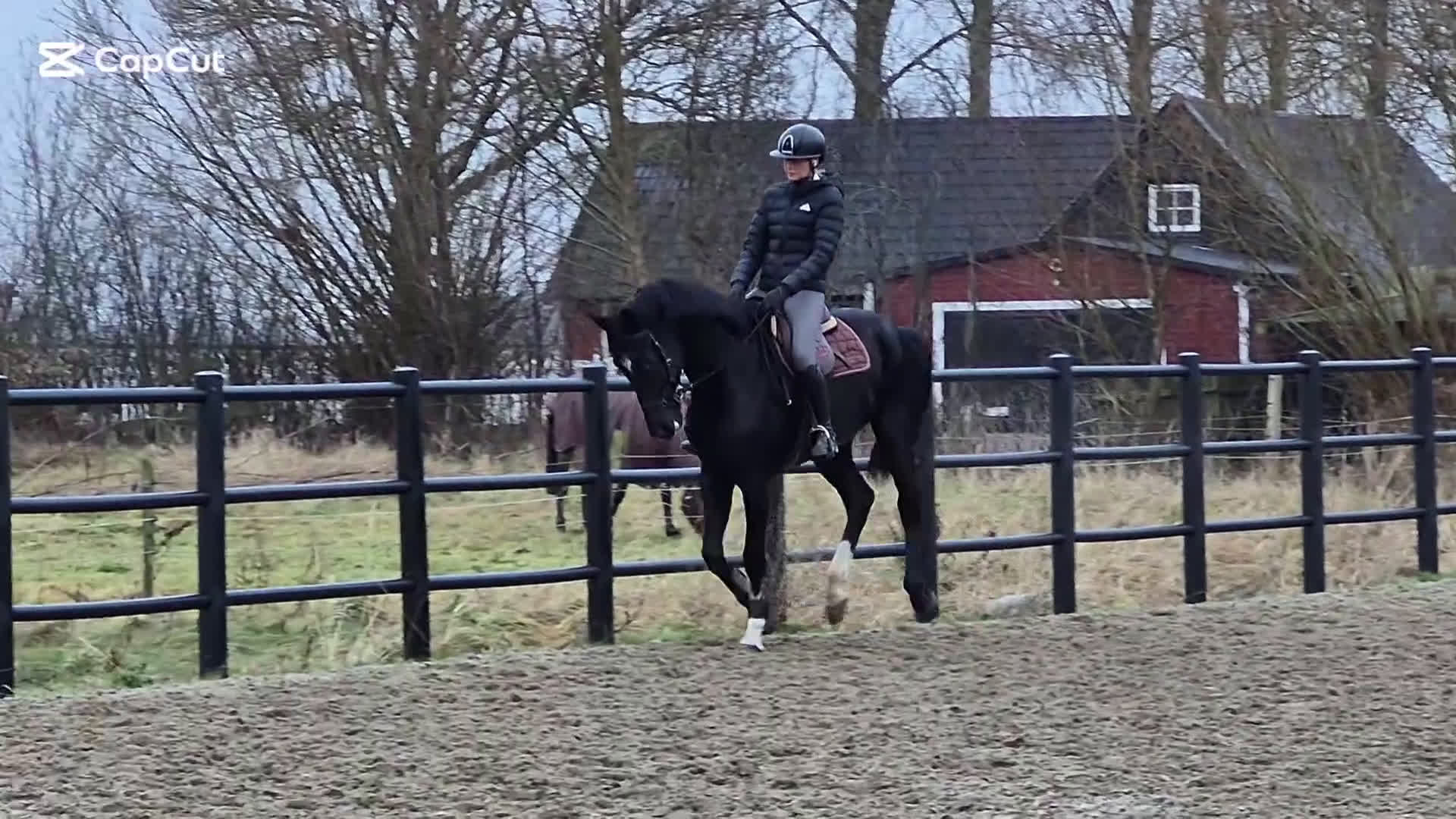 Hoppning hästar till salu: 💥Utvecklingsbar dressyr🚨allround valack ev byte i Dösjebro - Video 1