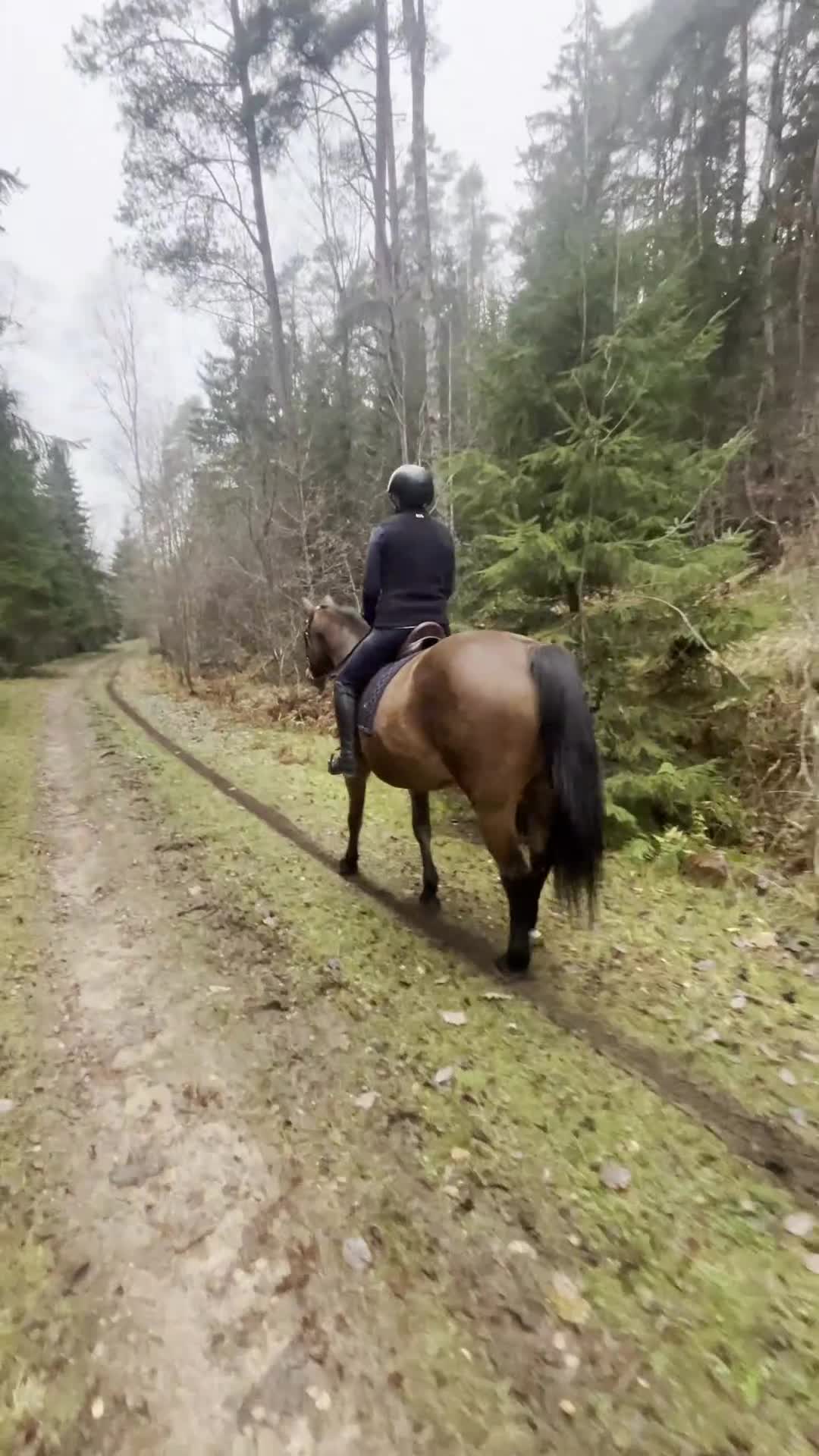 Sällskap hästar till salu: SWB-sto söker nytt hem som sällskap/promenadhäst - Video 1