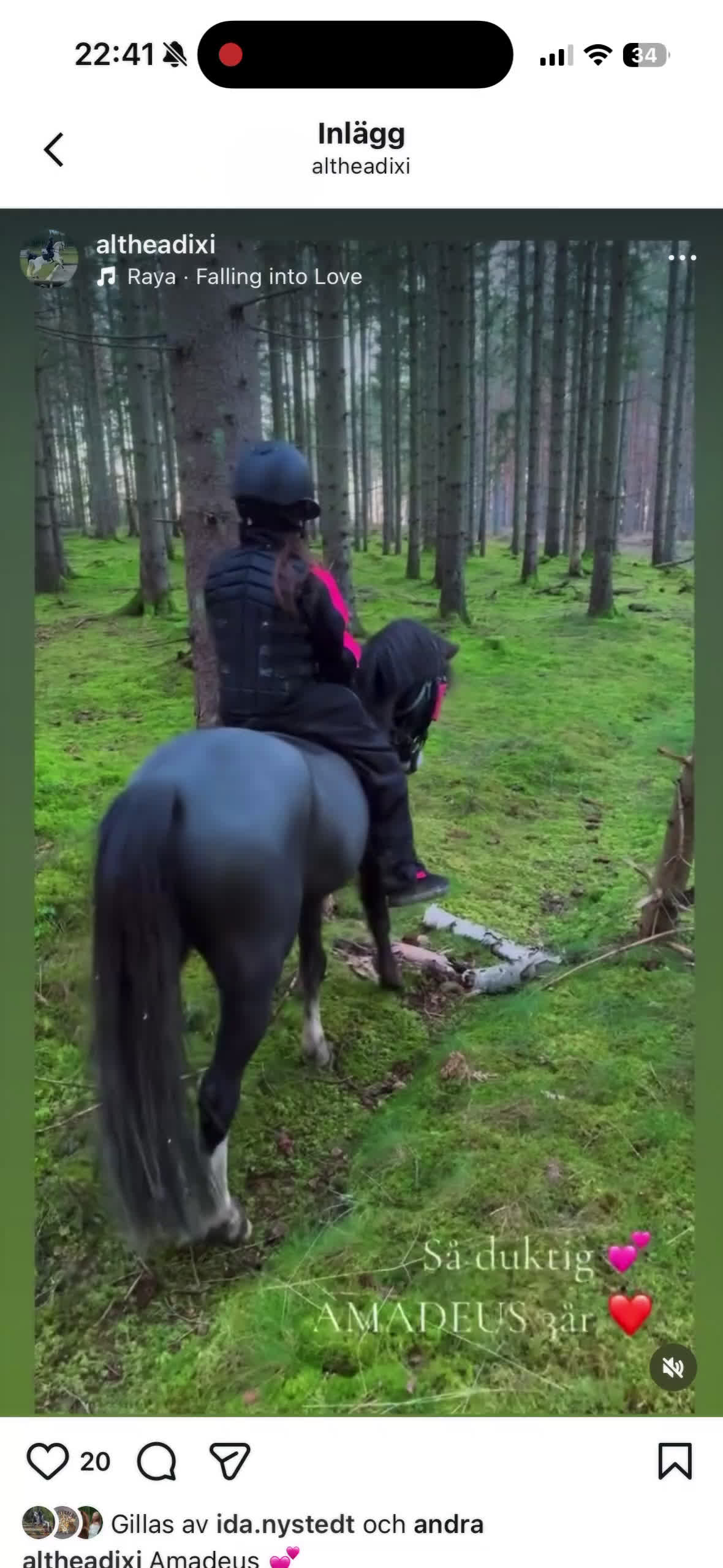 Hoppning hästar till salu: Lovade B-ponny i Nynäshamn - Video 1