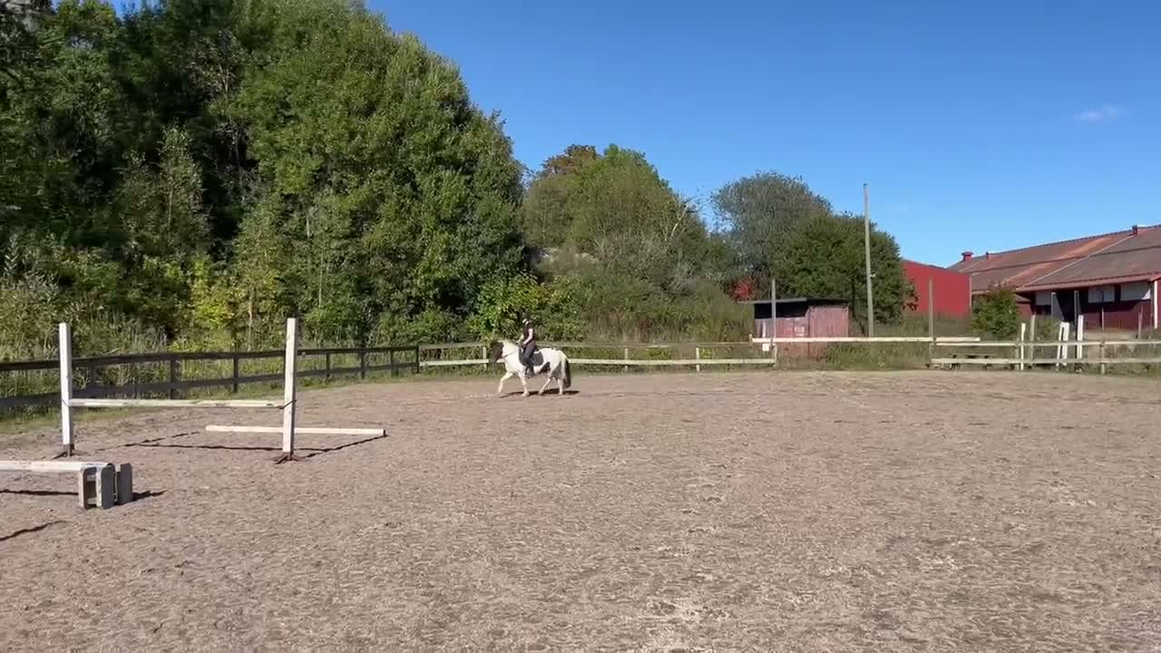 Allround hästar till salu: Roffe letar nytt hem. i Trollhättan - Video 3