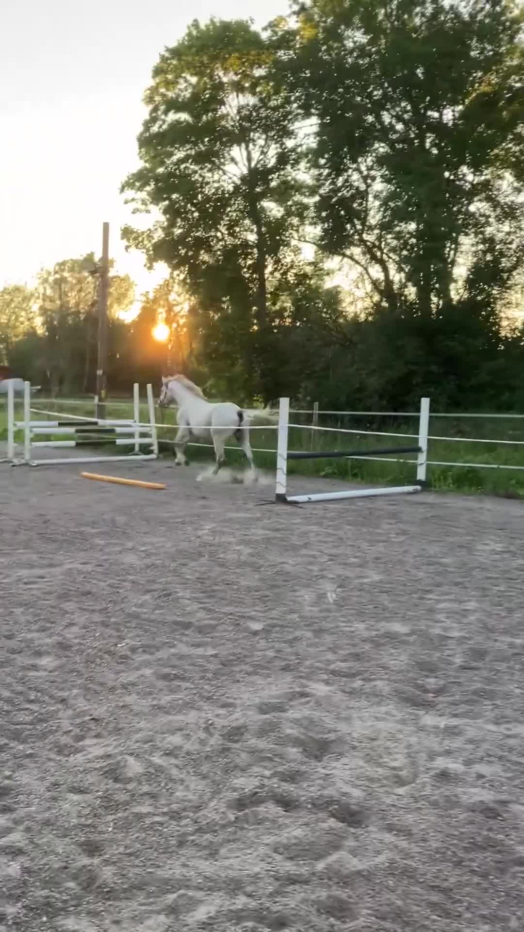 Hoppning hästar till salu: 3åring e. Colorit Z (1.60) - Querlybet Hero (1.55) - Video 3