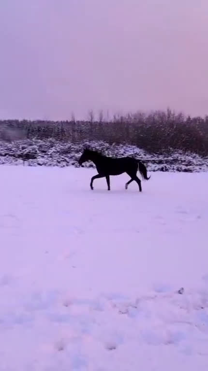 Dressyr hästar till salu: Välstammad bästa kompis av internationell modell - Video 1