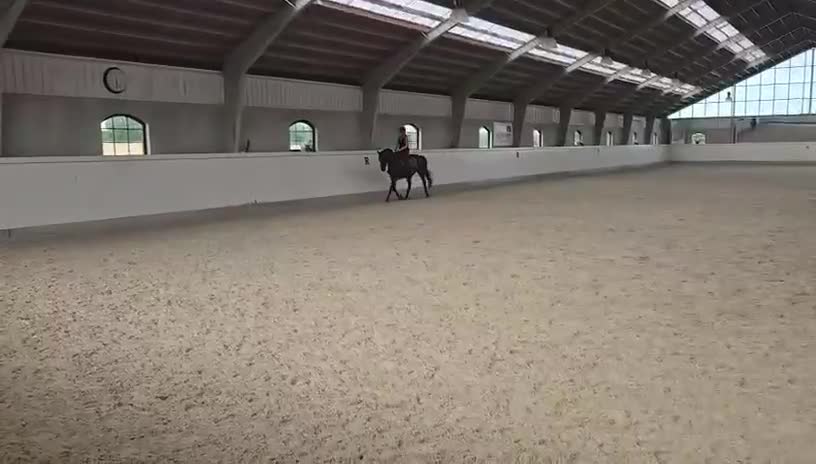 Western hästar till salu: Intressekoll - Quarter - Video 1