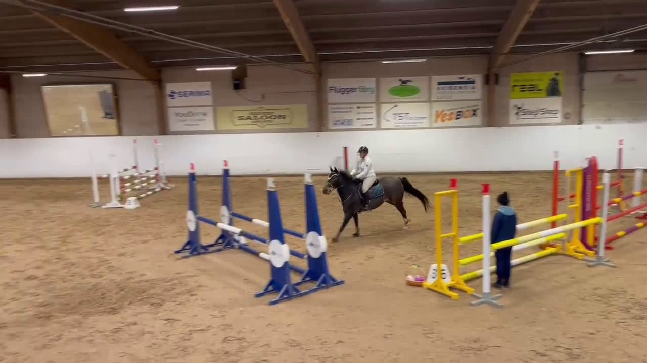 Hoppning hästar till salu: Starias Xlnt Tortellini i Gävle - Video 3