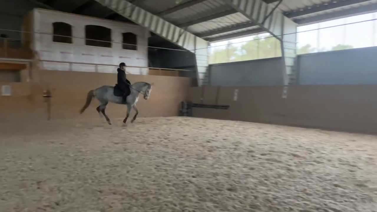 Hoppning hästar till salu: Sto med stor potential  - Video 2