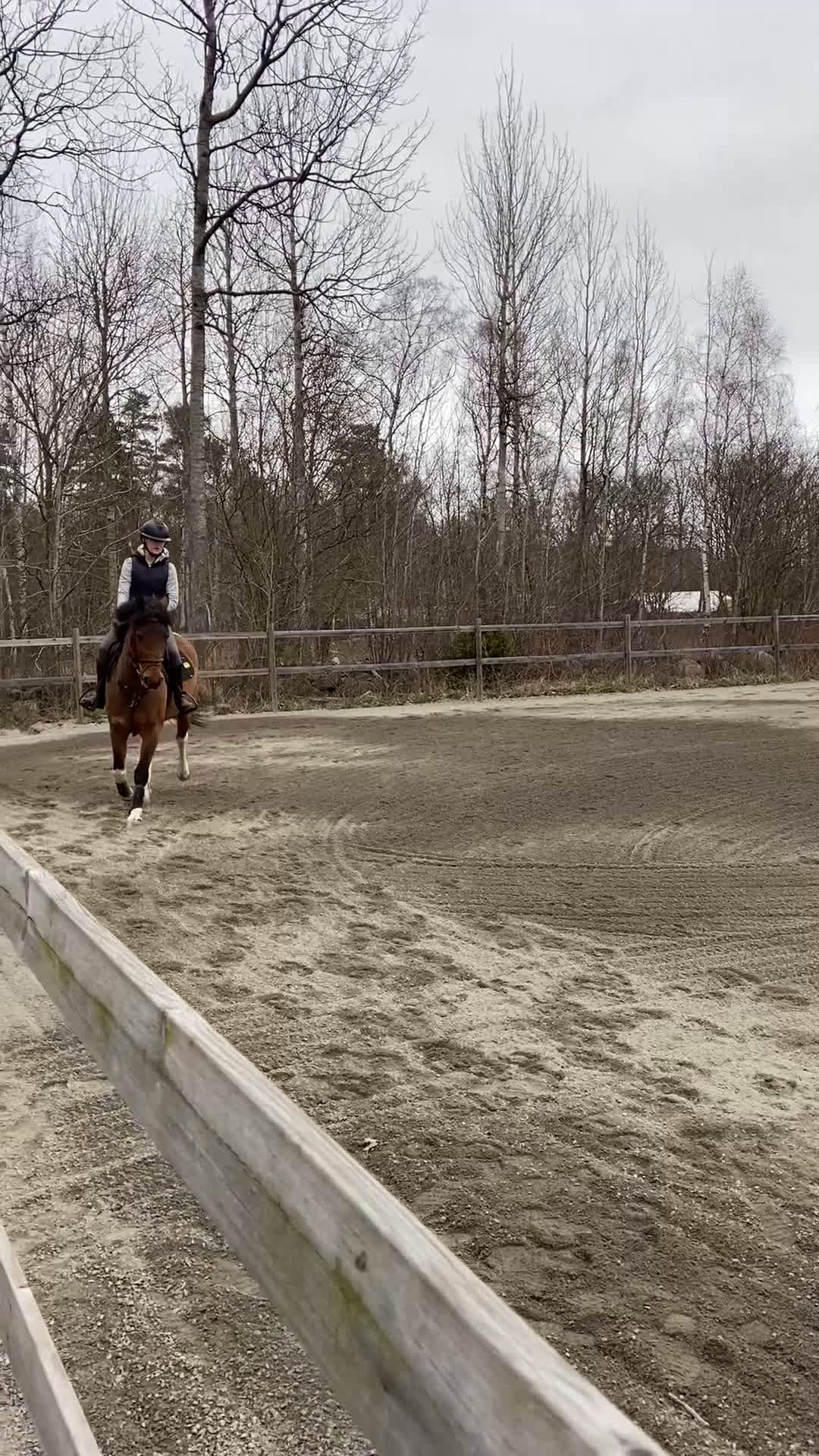Hoppning hästar till salu: 🌟Framtidsponny för satsande ryttare!🌟 - Video 3