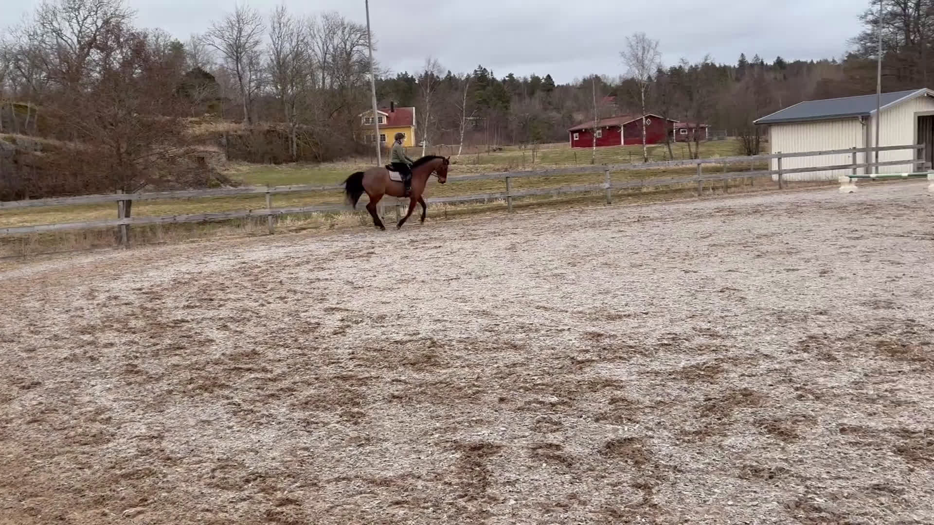 Hoppning hästar till salu: Din nya bästa vän?  - Video 3