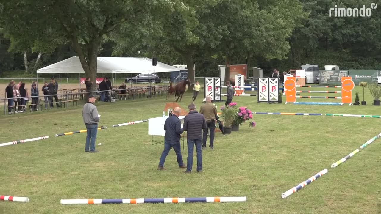 Dressyr hästar till salu: Dröm häst-Kvalitets sto-avlad för ridbarhet   - Video 1