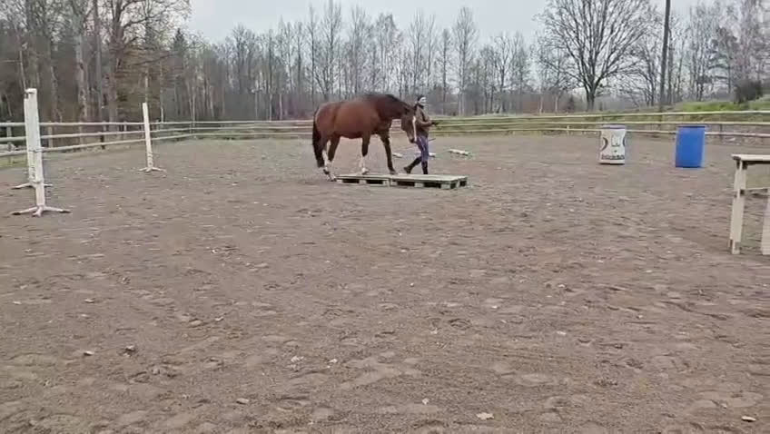 Allround hästar till salu: Vackert KWPN sto i Nybro - Video 1