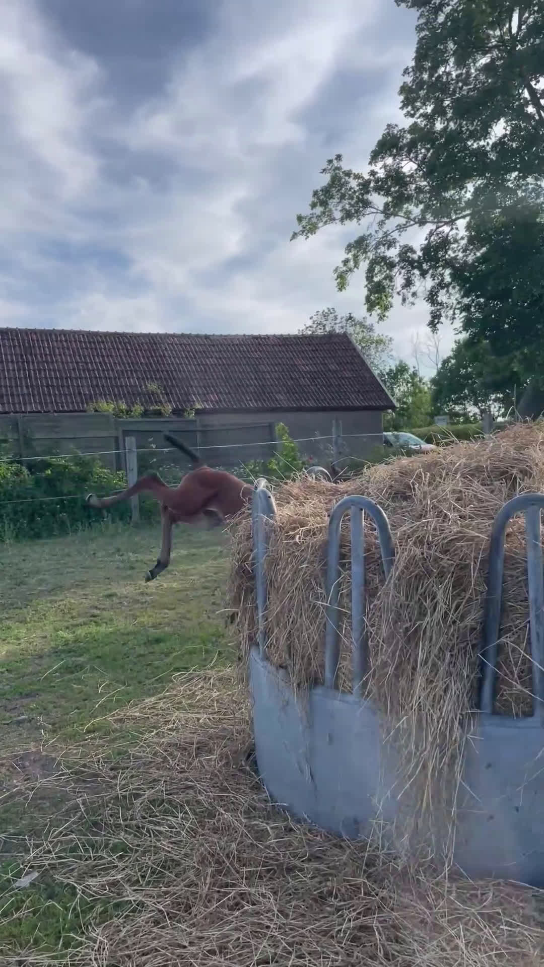 Hoppning hästar till salu: Stoföl e. Cosmos Hästak ue. Heartbeat  i Mörbylånga - Video 1