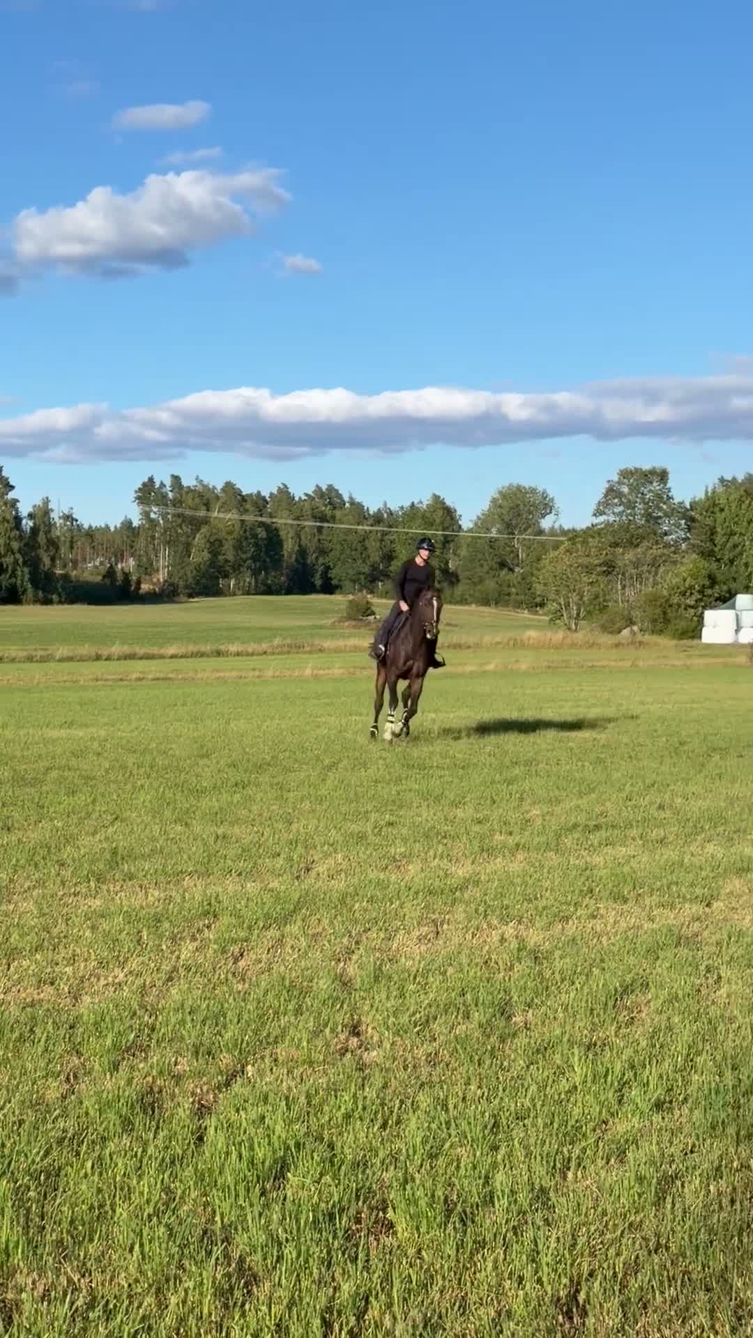 Allround hästar till salu: Lyxig Hobbyhäst/Perfekt Tanthäst - Video 2