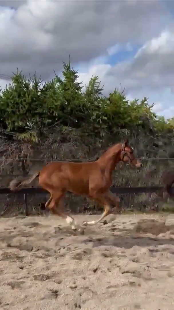 Dressyr hästar till salu: Valack e. Raccon född 2024 i Ransta - Video 2