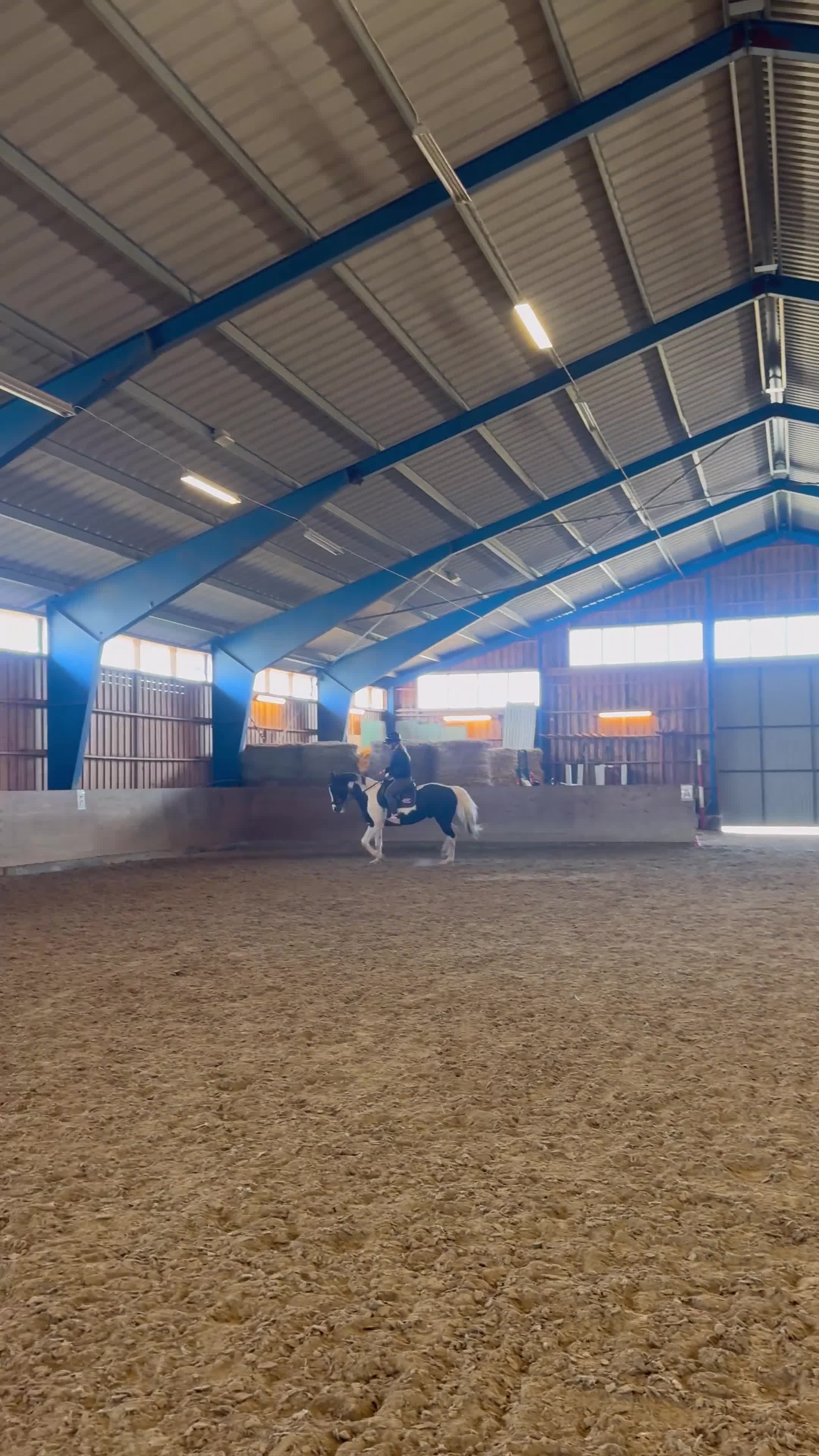 Hoppning hästar till salu: Bästa vän och stjärna ⭐️  - Video 1