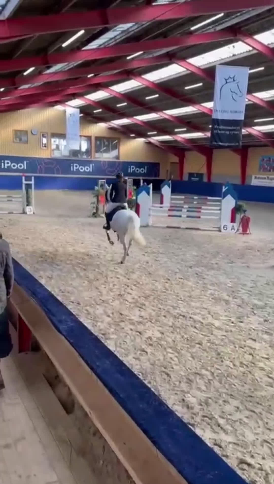 Hoppning hästar till salu: Versatile Show Jumping Pony – Proven Across Europe - Video 2