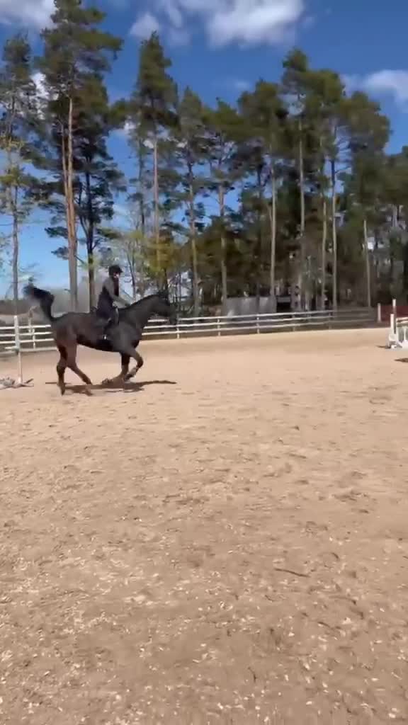 Hoppning hästar till salu: Trevlig valack 9 år (SWB) - Video 1