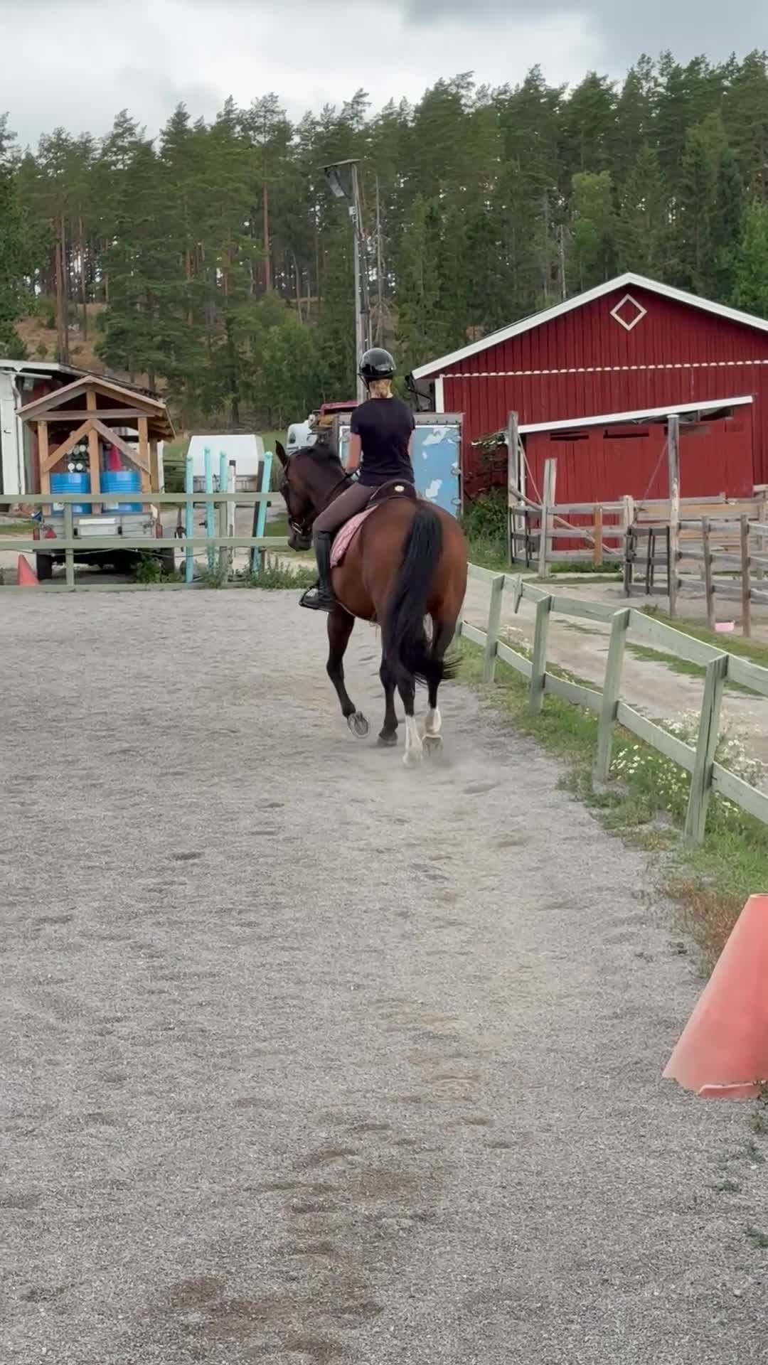 Dressyr hästar till salu: Härlig bästa vän till varierad ridning  - Video 4