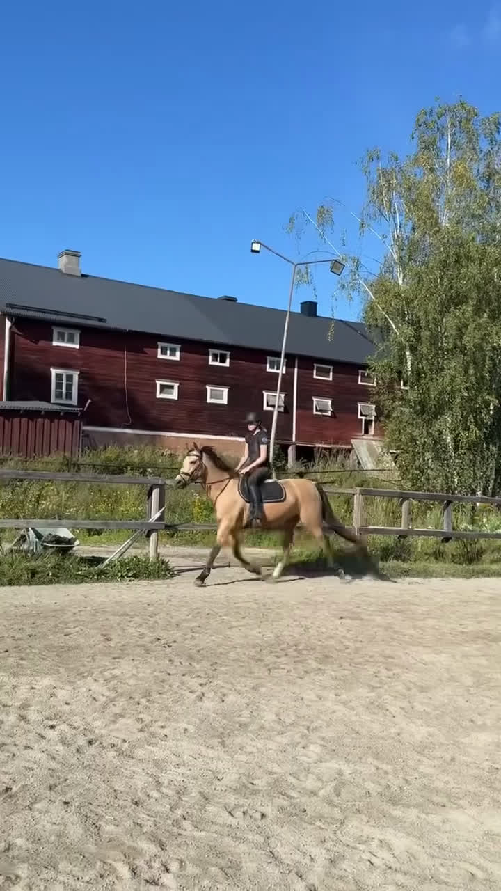 Hoppning hästar till salu: Munsboro Vienna - D-Ponny - Video 2