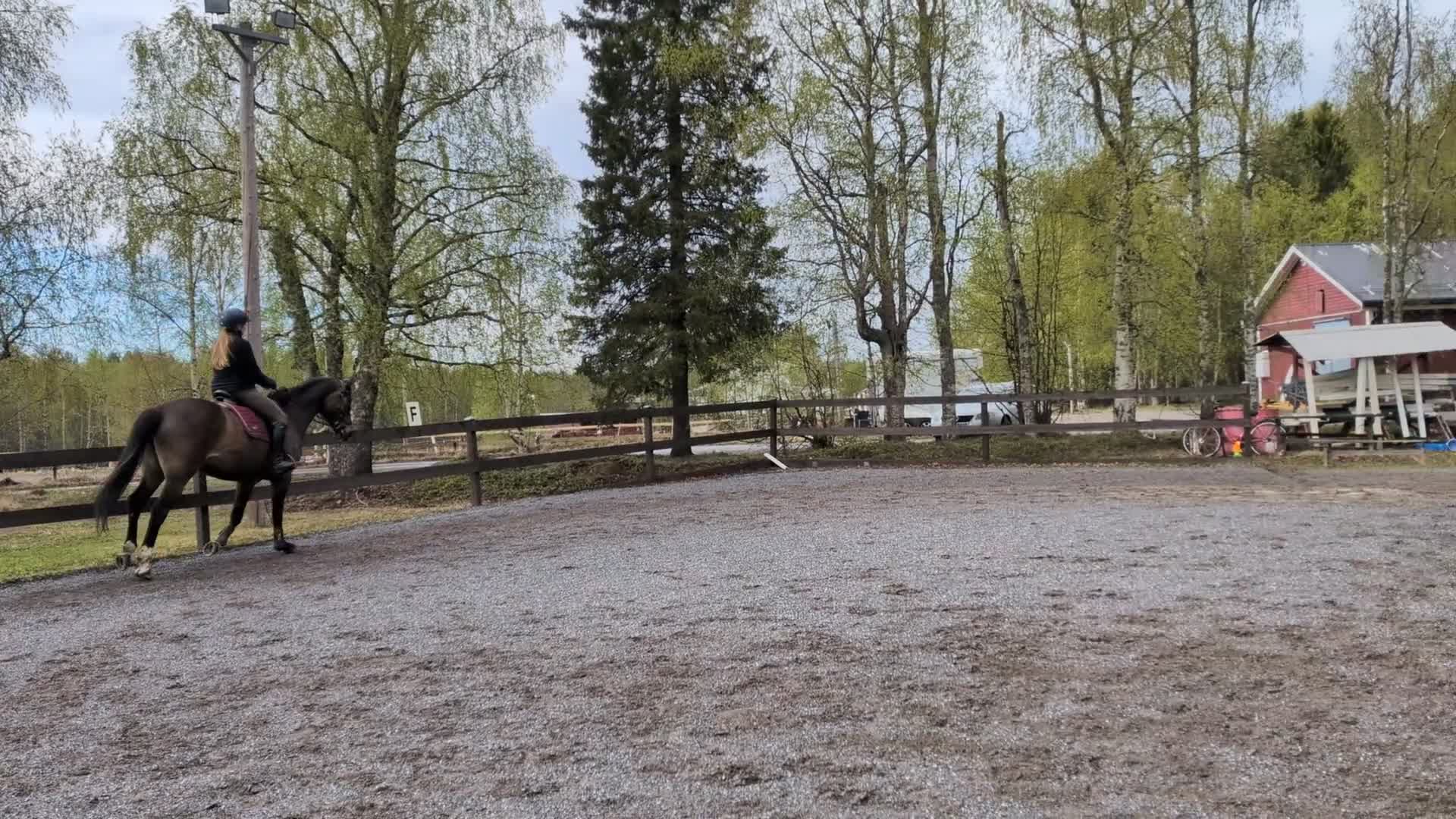 Allround hästar till salu: Perfekt allroundhäst  i Luleå - Video 1