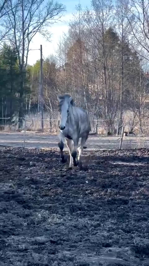  medryttarhäst finnes: Medryttare sökes  i Västerås - Video 1