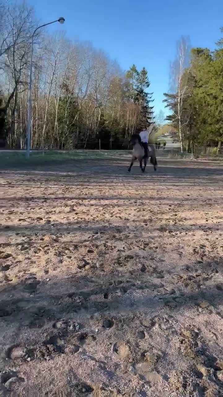 Island hästar till salu: Snäll, känslig och pigg femgångare - Video 1