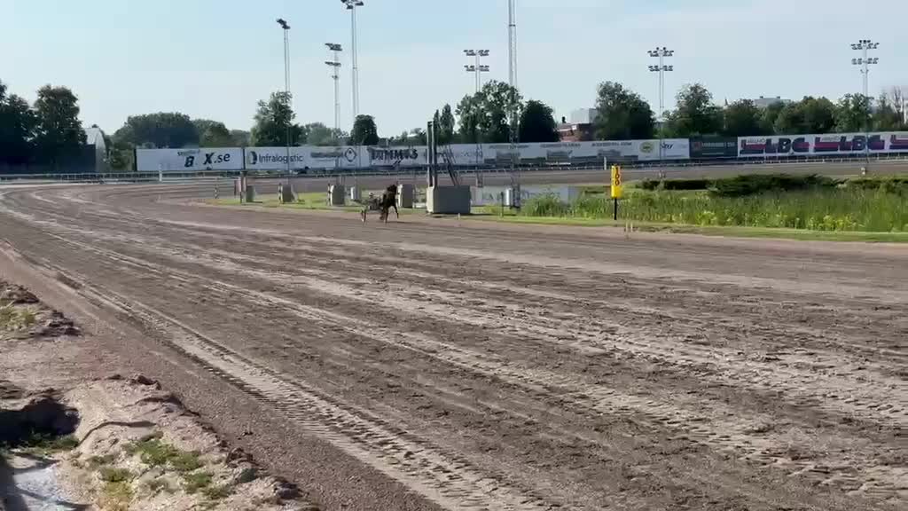 Trav hästar till salu: Blivande Stjärna till salu - Video 1