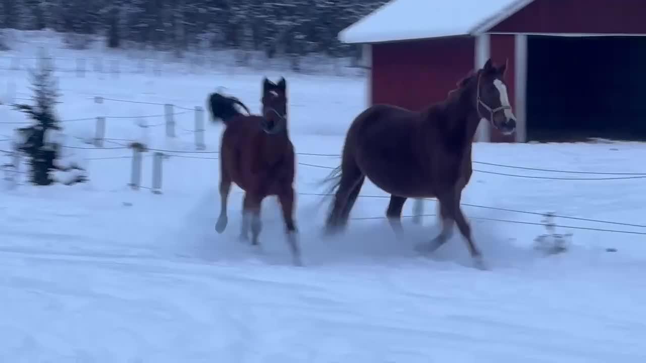 Dressyr hästar till salu: Trevlig valack för dressyrbanan!  - Video 2