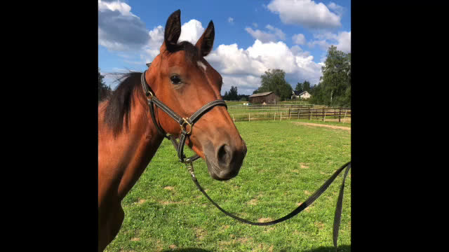 Trav hästar till salu: First class! i Årjäng - Video 1