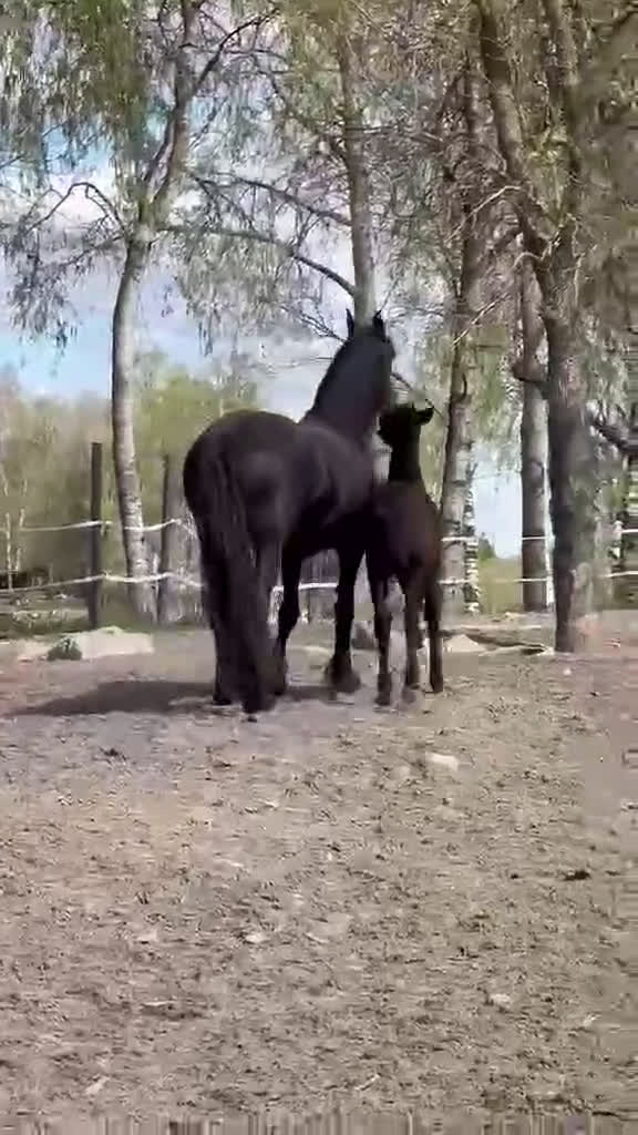 Dressyr hästar till salu: Daryan - lovande framtida sportstjärna i Upplands Väsby - Video 2