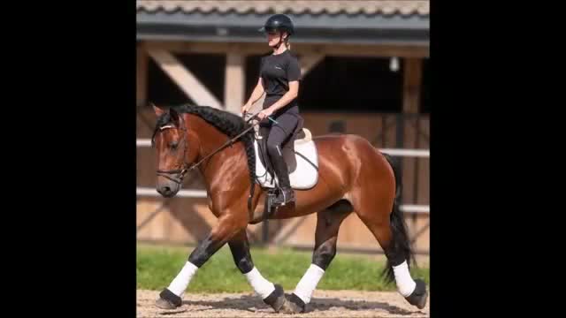 Allround hästar till salu: Dream Beauty - perfect Mother and Daughter horse - Video 1