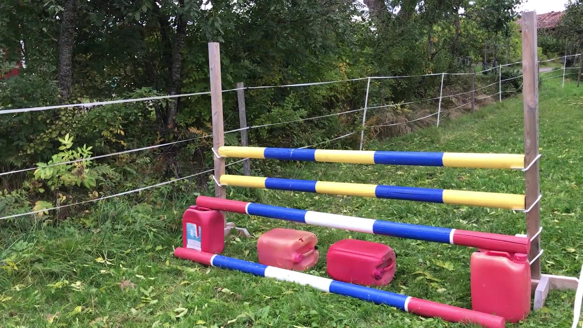 Allround hästar till salu: Guldponny söker nytt hem💛 i Pålsboda - Video 1