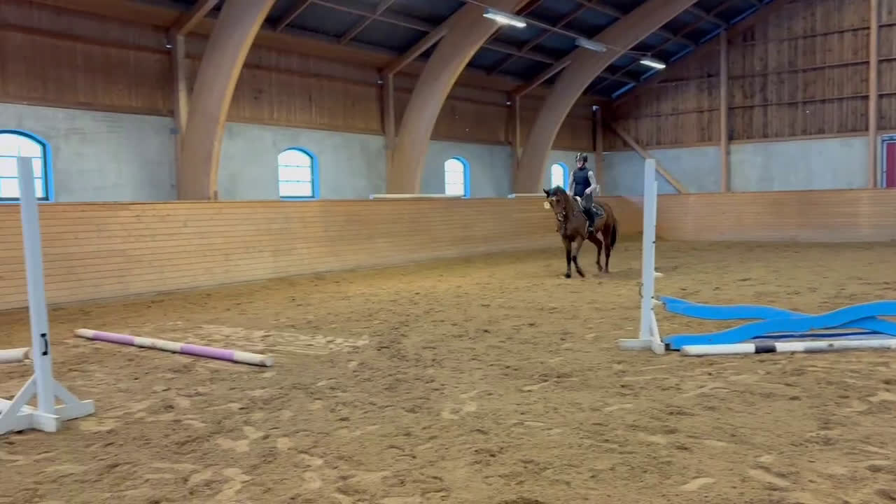 Hoppning hästar till salu: 4-åring för hoppning/fälttävlan i Skänninge - Video 1
