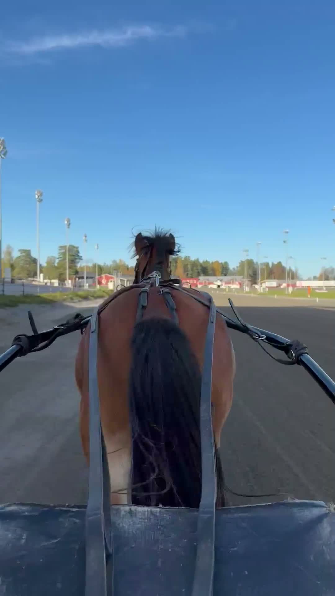 Trav hästar till salu: Toppstammad 2åring - Video 1