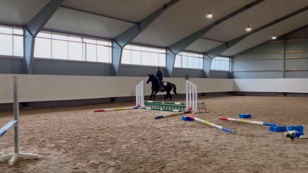 Fälttävlan hästar till salu: Snygg 3-åring, hopp/fälttävlan e. Cannobio - Video 4