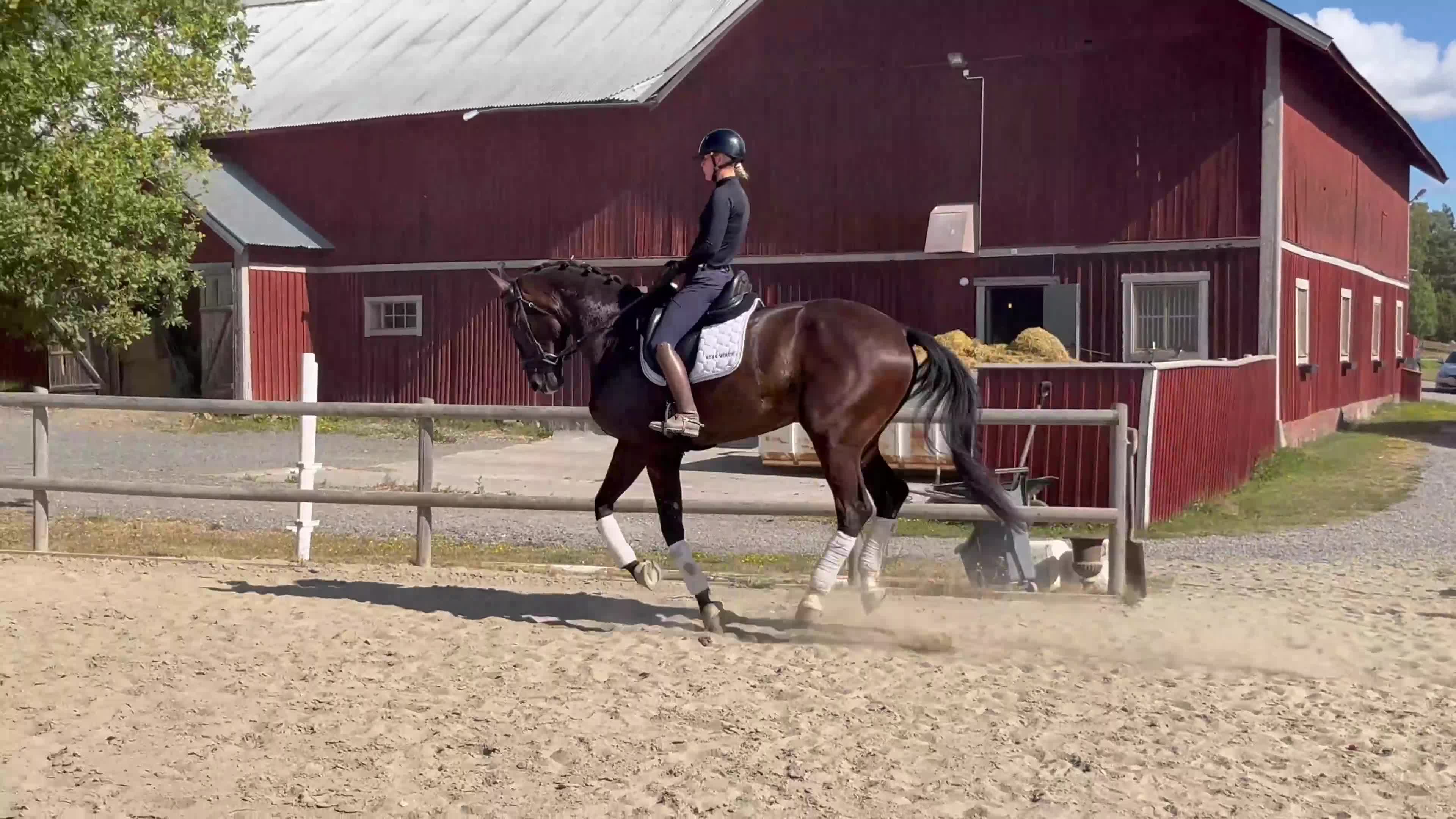 Dressyr hästar till salu: 5årig valack med mycket potential!  - Video 2